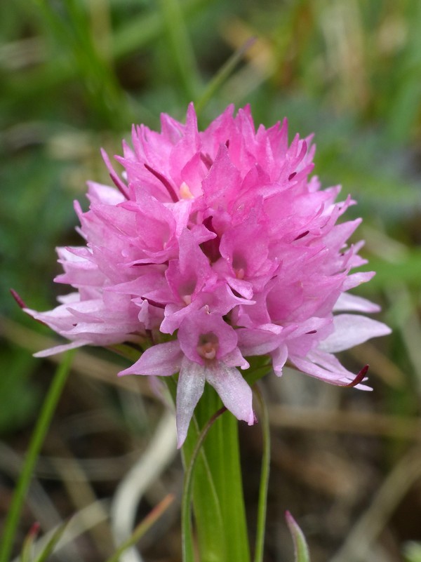 er Terminillo: la Nigritella widderi e altre orchidee sulla montagna di Roma.